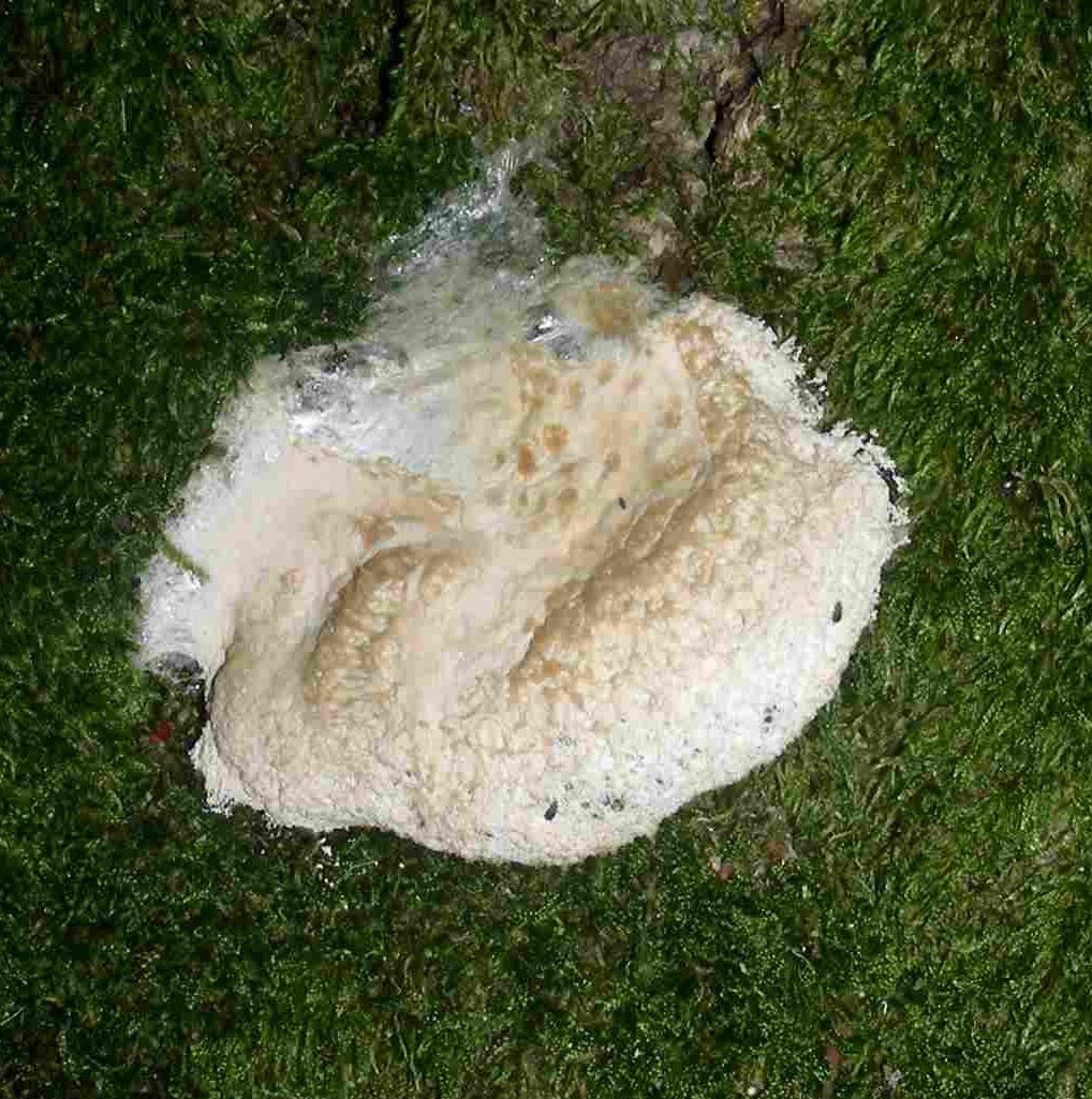 1372 Giugno vecchio ritrovamento